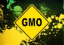 To skandal. Mimo protestów rząd manewruje by wdrożyć w Polsce GMO!