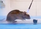 Lasery kontrolujące umysł zmieniają myszy w zabójców.