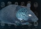 W hybrydowych ludzko-zwierzęcych myszach hodują ludzkie mózgi.