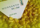 Uwaga! Ministerstwo rolnictwa chce otworzyć Polskę na uprawy GMO bez zgody polskiego społeczeństwa.