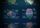 DARPA przewiduje, że wojska będą sterowały maszynami za pomocą umysłów.