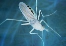 Uwolnione do środowiska komary GMO przemutowały tworząc nową hybrydową odmianę.