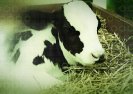Naukowcy zaprezentowali zmutowane krowy GMO mające produkować modyfikowane mleko dla dzieci.