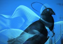 Rosyjski startup wykorzystuje implanty mózgowe NBIC do przekształcania ptaków w szpiegowskie drony.