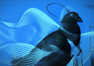 Rosyjski startup wykorzystuje implanty mózgowe NBIC do przekształcania ptaków w szpiegowskie drony.