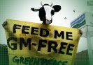 GMO: Śmiertelna nowa choroba, klęska nieurodzaju i poronienia wśród zwierząt.