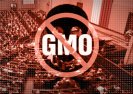 Alarm! Senat przegłosował ustawę o GMO, którą ma podpisać Prezydent.
