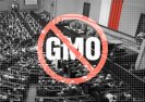 Polska otwarta na GMO. Walka w Senacie.
