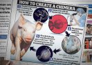 Genetyk popiera amerykańskich naukowców, którzy tworzą ludzko-zwierzęce embriony.