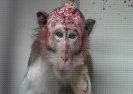 Naukowcy zaszczepili informacje do mózgów małp.