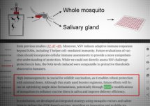 Komary GMO mają przenosić szczepionki na choroby.