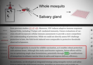 Komary GMO mają przenosić szczepionki na choroby.