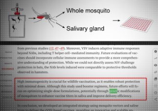 Komary GMO mają przenosić szczepionki na choroby.