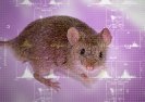 Hybrydowe myszy hodowane są na ludzkich komórkach płodowych.