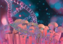 Chińscy naukowcy modyfikują genetycznie grzyba, aby jego białko zastąpiło białko dostarczane przez kurczaka.