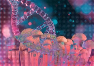 Chińscy naukowcy modyfikują genetycznie grzyba, aby jego białko zastąpiło białko dostarczane przez kurczaka.