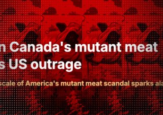 Kanada wstrzymuje plany zatwierdzenia przyjęcia do sprzedaży klonowanego mięsa.
