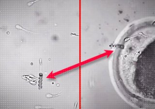 Naukowcy od dekady testują nanoroboty, by zapładniać żeńskie komórki.