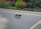Psy-roboty patrolują ulice Szanghaju ogłaszając Covidowe restrykcje.
